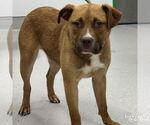 Small #3 Retriever  Mix