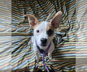 Jack Russell Terrier-Unknown Mix Dogs for adoption in Rochester, NY, USA
