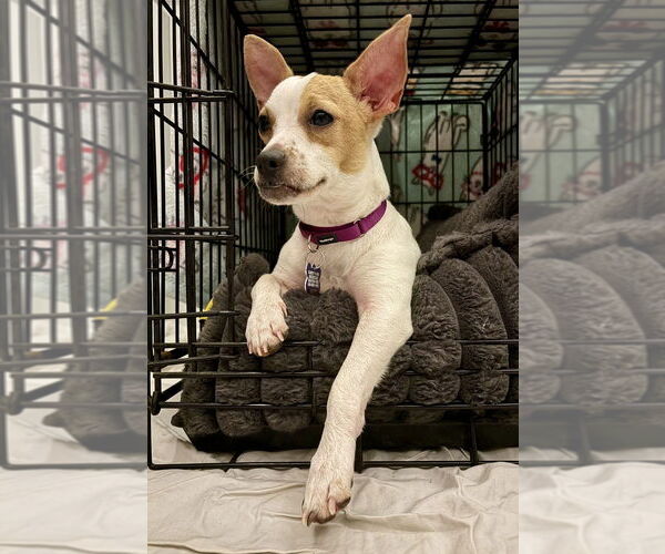 Medium Photo #12 Chihuahua Puppy For Sale in Oak Bluffs, MA, USA