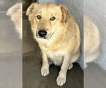 Small Golden Retriever Mix