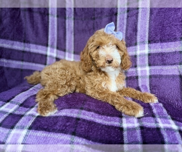 Medium Photo #5 Cock-A-Poo Puppy For Sale in LAKELAND, FL, USA