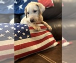 Small #12 Labrador Retriever