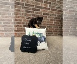 Small #6 German Shepherd Dog