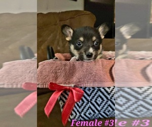 Pembroke Welsh Corgi Puppy for sale in RICHLAND, MO, USA