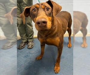 Doberman Pinscher Dogs for adoption in Woodland, CA, USA