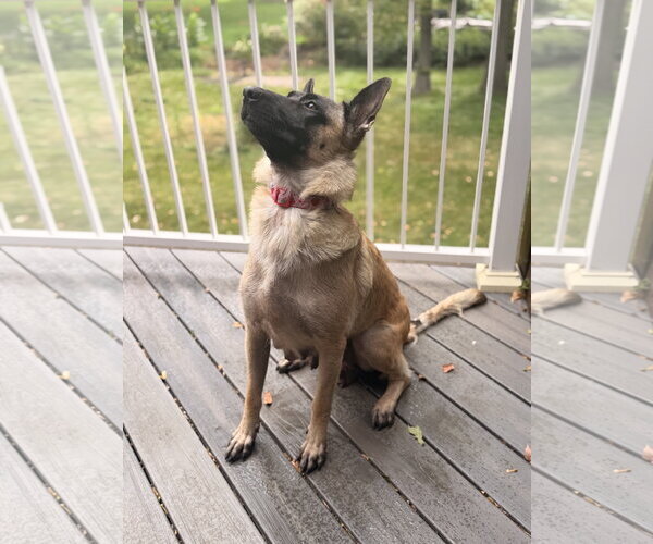 Medium Photo #2 German Shepherd Dog-Unknown Mix Puppy For Sale in St. Louis Park, MN, USA