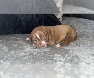 American Pit Bull Terrier Puppy for sale in KISSIMMEE, FL, USA