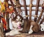 Small Photo #13 Pomsky Puppy For Sale in RAMONA, CA, USA