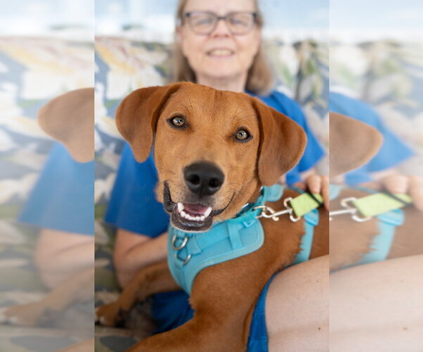 Medium Photo #12 Mutt Puppy For Sale in Mundelein, IL, USA