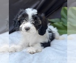 Puppy 1 Cavalier King Charles Spaniel-Goldendoodle Mix