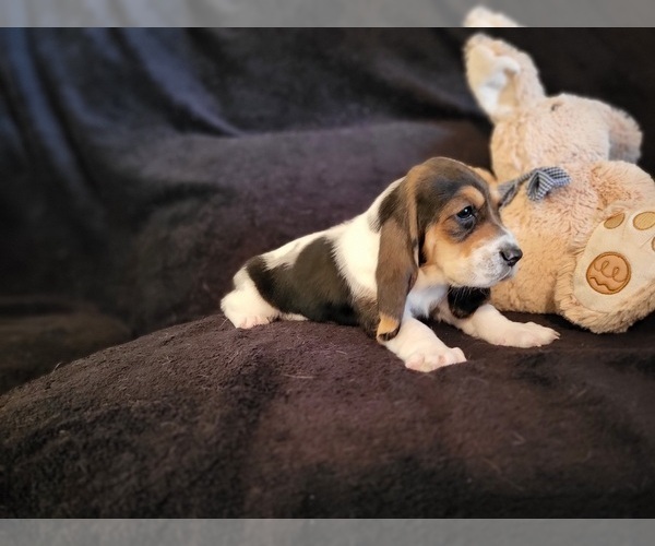 Medium Photo #16 Basset Hound Puppy For Sale in CLAREMORE, OK, USA