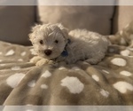 Small Photo #8 Schnauzer (Miniature) Puppy For Sale in HELENA, AR, USA
