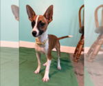 Small #1 Chihuahua Mix