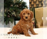 Small #1 Goldendoodle (Miniature)