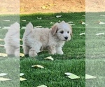 Small Photo #2 Snorkie Puppy For Sale in COARSEGOLD, CA, USA