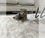 Puppy Puppy 1 Pomeranian