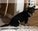 Small #1 Mutt