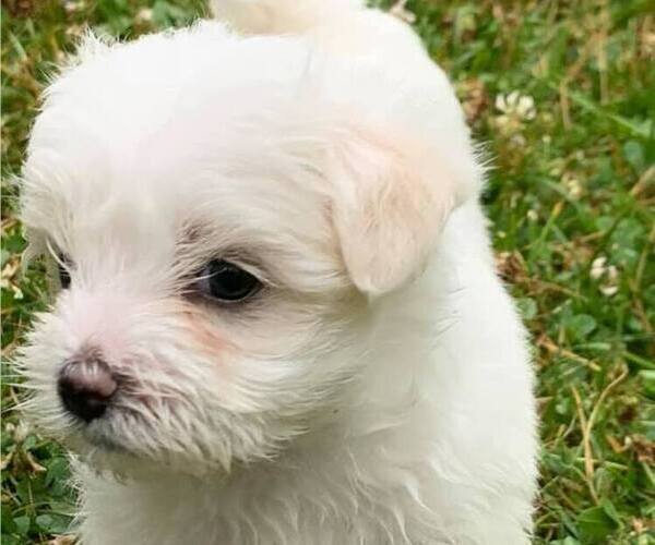 Medium Photo #3 Morkie Puppy For Sale in WELLSBORO, PA, USA