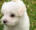 Small Photo #3 Morkie Puppy For Sale in WELLSBORO, PA, USA