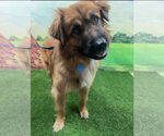 Small #3 Australian Shepherd-Chow Chow Mix
