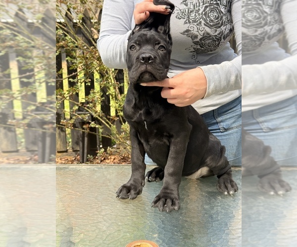 Medium Photo #1 Cane Corso Puppy For Sale in BEAVERDAM, VA, USA