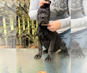 Cane Corso Puppy for Sale in BEAVERDAM, Virginia USA