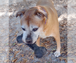 Small #7 Bull-Boxer