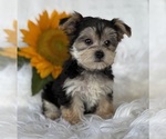 Small #6 Morkie
