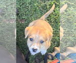 Small Labrador Retriever Mix