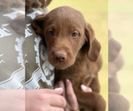 Puppy Bullseye Labradoodle