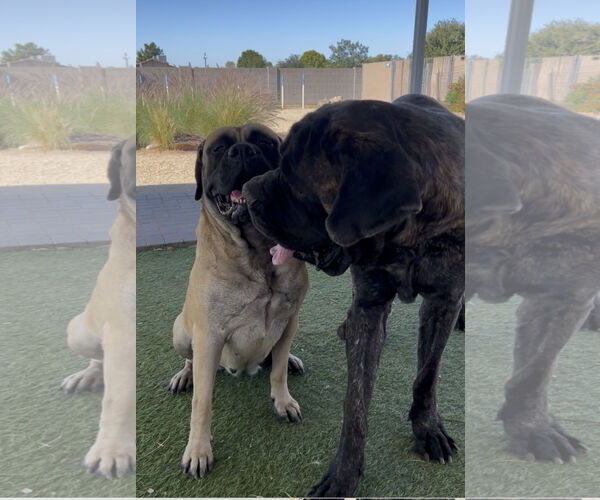 Medium Photo #5 Bullmastiff Puppy For Sale in Goodyear, AZ, USA