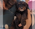 Small Photo #8 Goldendoodle (Miniature) Puppy For Sale in PLACERVILLE, CA, USA