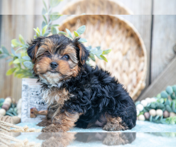 Medium Photo #15 Yorkshire Terrier Puppy For Sale in GREENWICH, OH, USA
