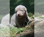 Puppy Silver Boy Labrador Retriever