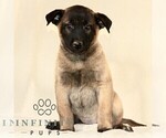 Small #2 Belgian Malinois