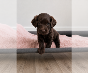 Labradoodle Puppy for sale in SAINT STEPHEN, SC, USA