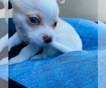 Small Photo #6 Chorkie Puppy For Sale in GREEN ACRES, FL, USA