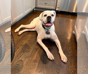 Alfa - Female Boxer Dog for Adoption - Photo #3