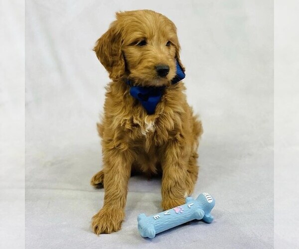 Medium Photo #2 Goldendoodle-Poodle (Miniature) Mix Puppy For Sale in ITASCA, TX, USA