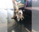 Small #5 Maltese Mix