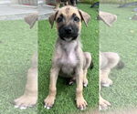 Small #5 Labrador Retriever Mix