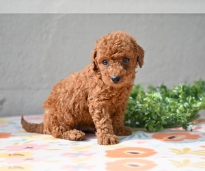 Poodle (Miniature) Puppy for sale in MILLERSBURG, OH, USA