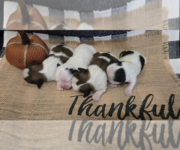 Medium Photo #1 Shih Tzu Puppy For Sale in COUNTRY CLUB, MO, USA