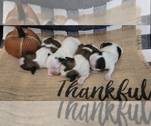Shih Tzu Puppy for sale in COUNTRY CLUB, MO, USA