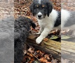 Small Photo #4 Bernedoodle Puppy For Sale in BROADWAY, NC, USA