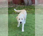 Small #3 Retriever  Mix