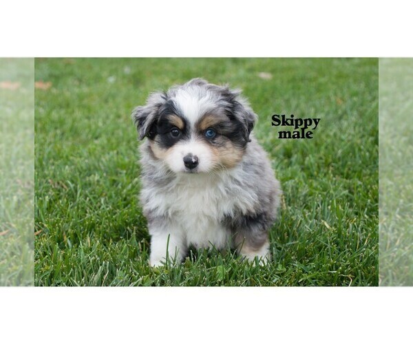 Medium Photo #1 Miniature Australian Shepherd Puppy For Sale in CLARE, MI, USA