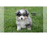 Small Photo #1 Miniature Australian Shepherd Puppy For Sale in CLARE, MI, USA