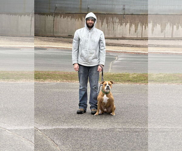 Medium Photo #5 Boxer-Unknown Mix Puppy For Sale in Burnsville, MN, USA