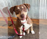 Small #1 Labrador Retriever Mix